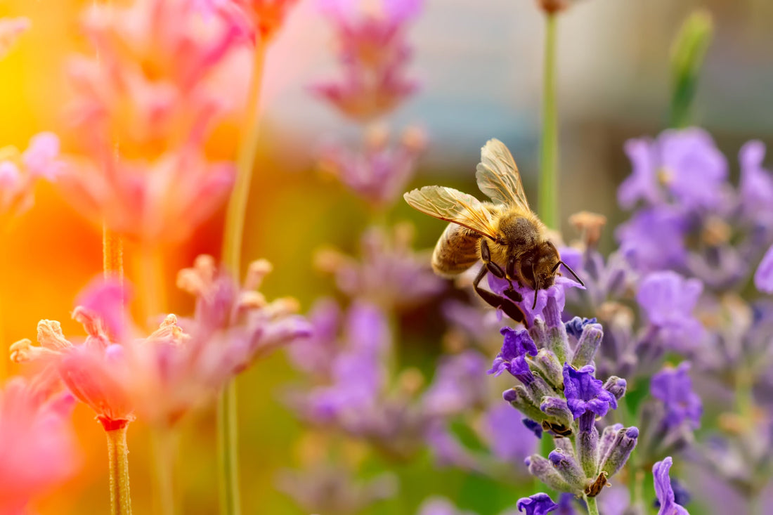 Comparative study of the antibacterial activity of propolis from different geographical and climatic zones