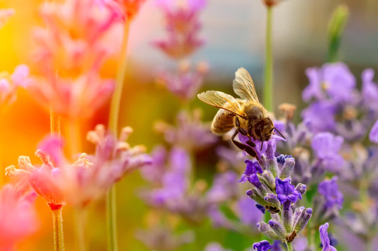 Comparative study of the antibacterial activity of propolis from different geographical and climatic zones