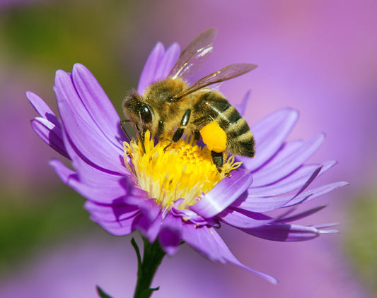 Bee Pollen and Your Immune System