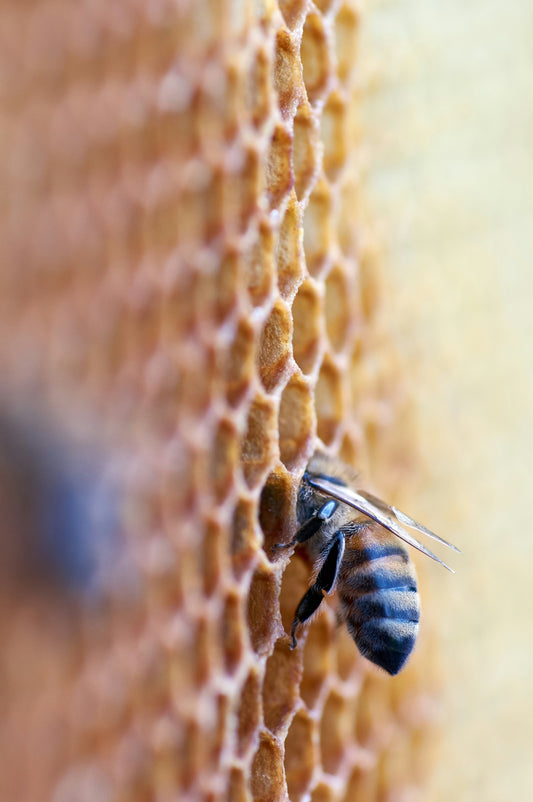 BeeVital CEO James Fearnley talks to the Nigerian Youth Beekeepers Summit for World Bee Day