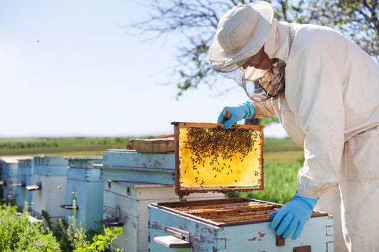 Propolis: Defending Honeybees, and Humans Too!