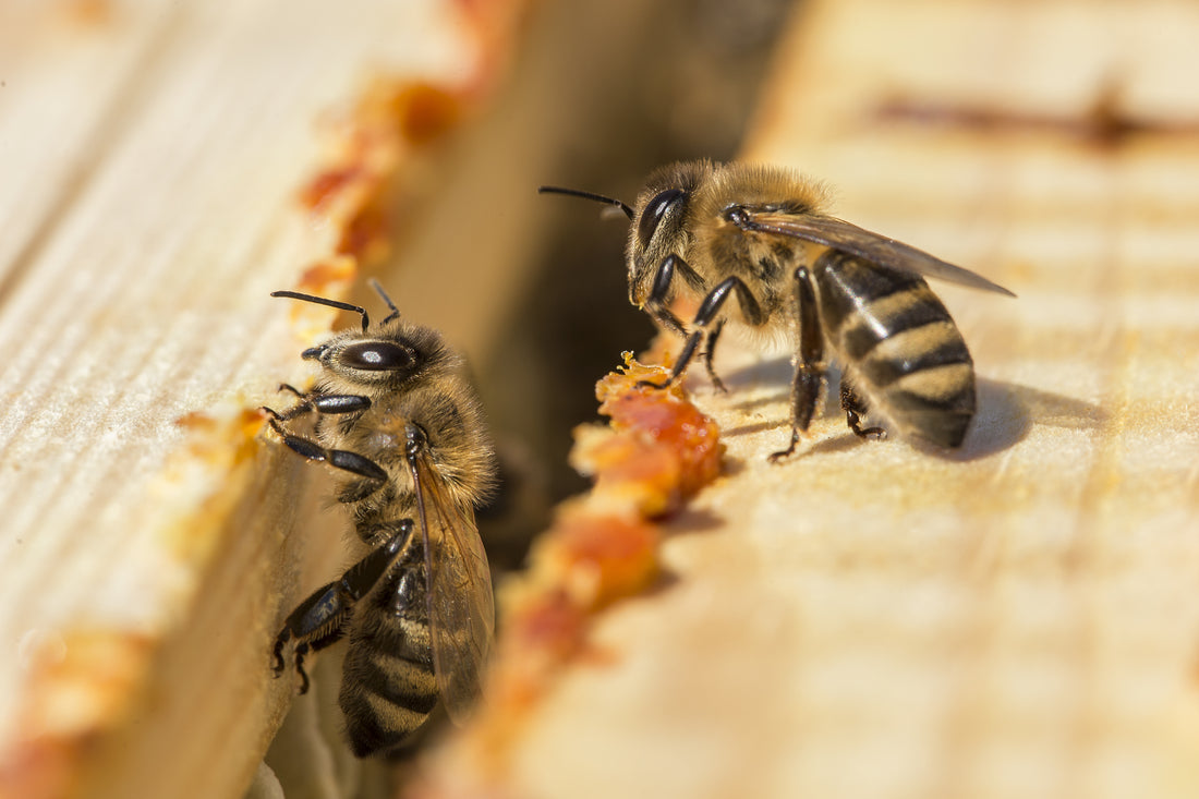 How Does Propolis Work?