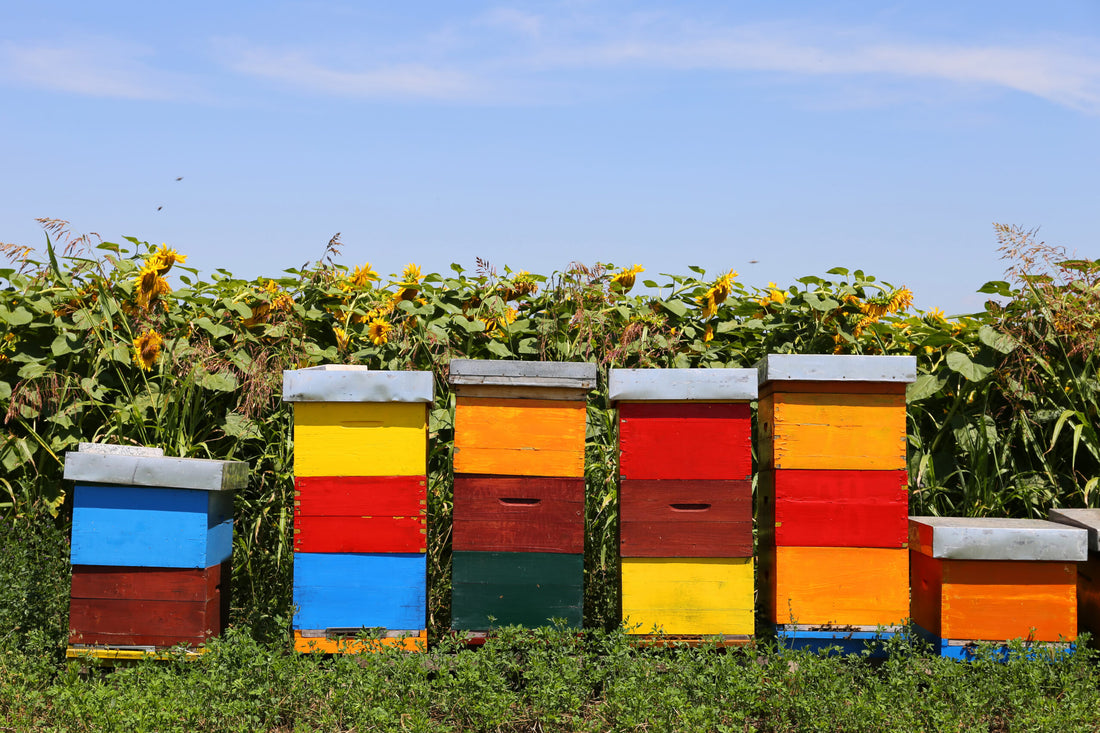 Apiceuticals – Natural Medicines from the Beehive