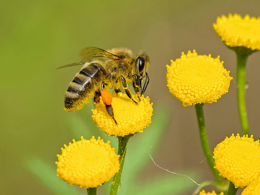 Celebrating World Bee Day - A Blessing of Bees